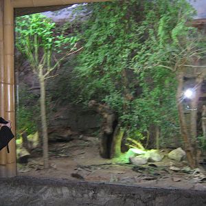 Islands in Danger Iguana developments