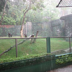 Zoo Negara Malaysia - Chimpanzee exhibit in a rain storm