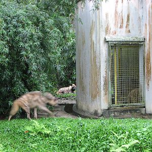 Zoo Negara Malaysia - Striped Hyena exhibit