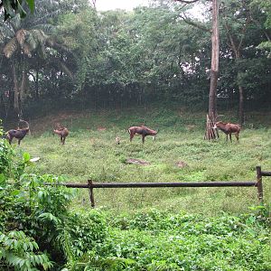 Zoo Negara Malaysia - Sable Antelopes in the Savannah