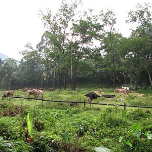 Zoo Negara Malaysia - Savannah view