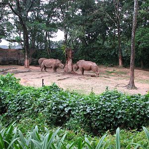 Zoo Negara Malaysia - White Rhinoceros exhibit