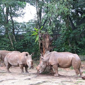 Zoo Negara Malaysia - White Rhinoceros