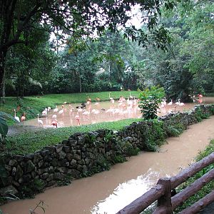 Zoo Negara Malaysia - Flamingo Lagoon
