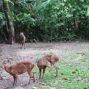 Zoo Negara Malaysia - Bawean Deer?