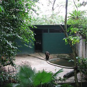 Zoo Negara Malaysia - Brown Bear exhibit