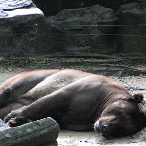Zoo Negara Malaysia - Brown Bear