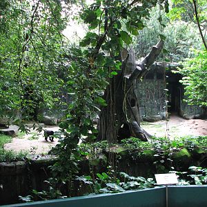 Zoo Negara Malaysia - Malayan Sun Bear exhibit
