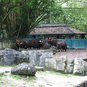 Zoo Negara Malaysia - Indian Gaur exhibit