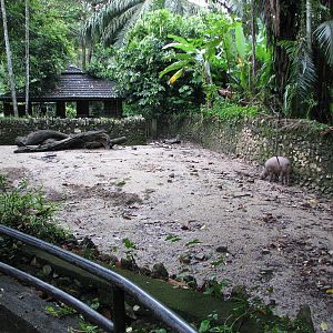 Zoo Negara Malaysia - Bearded Pig exhibit