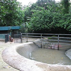 Zoo Negara Malaysia - Common Hippopotamus exhibit