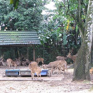 Zoo Negara Malaysia - Mixed deer exhibit