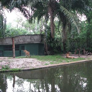 Zoo Negara Malaysia - African Lion exhibit