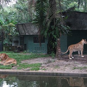Zoo Negara Malaysia - African Lions