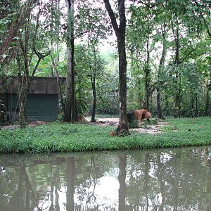 Zoo Negara Malaysia - Asiatic Lion exhibit