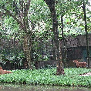 Zoo Negara Malaysia - African Lion exhibit