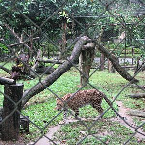 Zoo Negara Malaysia - Indian Leopard