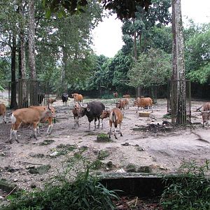 Zoo Negara Malaysia - Bateng herd