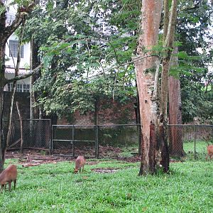 Zoo Negara Malaysia - Deer enclosure