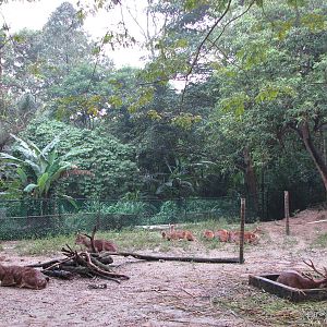 Zoo Negara Malaysia - Deer enclosure