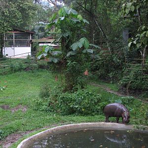 Zoo Negara Malaysia - Pigmy Hippopotamus exhibit