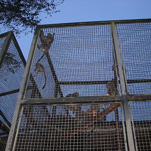 Zoo Negara Malaysia - Primate cage