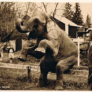 The elphant Taku shows