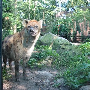 Dierenpark Amersfoort 2004 - Spotted Hyena
