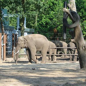 Dierenpark Amersfoort 2004 - Elephant exhibit