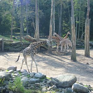Dierenpark Amersfoort 2004 - Savannah and giraffes