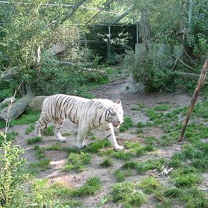 Dierenpark Amersfoort 2004 - White tiger
