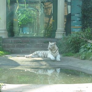 Dierenpark Amersfoort 2004 - White tiger