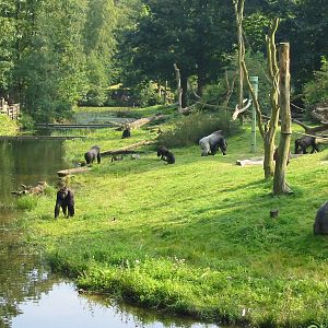 Apenheul 2004 - One of the best gorilla exhibits in the world