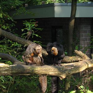 Apenheul 2004 - White-faced Sakis