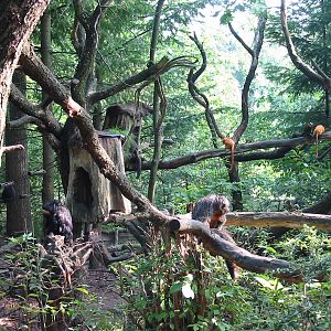 Apenheul 2004 - Free-ranging sakis and tamarins