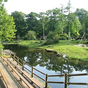 Apenheul 2004 - One of the best gorilla exhibits in the world
