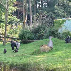 Apenheul 2004 - One of the best gorilla exhibits in the world