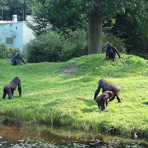 Apenheul 2004 - One of the best gorilla exhibits in the world