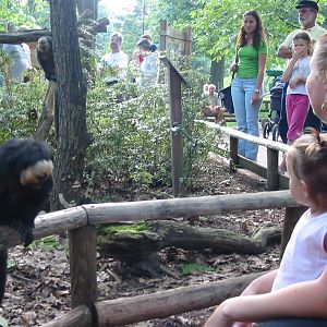Apenheul 2004 - Amazing encounter with a White-faced Saki