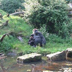 Apenheul 2004 - Mother and baby gorilla observe their observers