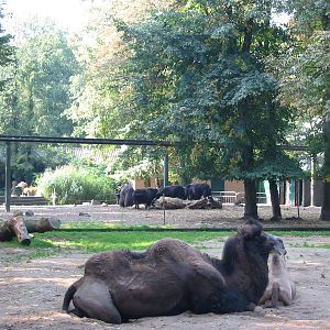 Dierenpark Rhenen 2004 - Bactrian Camel with calf and Yaks in the backgroun