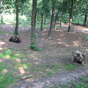 Dierenpark Rhenen 2004 - Brown Bear forest