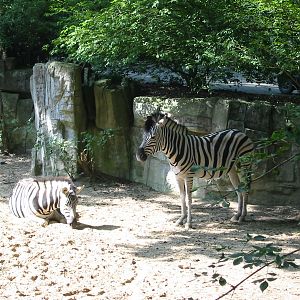 Dierenpark Rhenen 2004 - Zebras