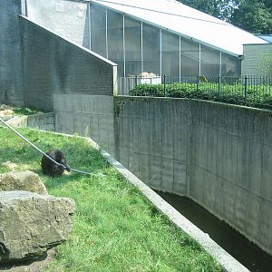 Dierenpark Rhenen 2004 - Orangutan looking across a very deep moat