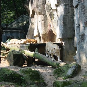 Dierenpark Rhenen 2004 - White lioness