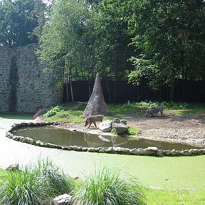 Dierenpark Rhenen 2004 - Wart Hog exhibit