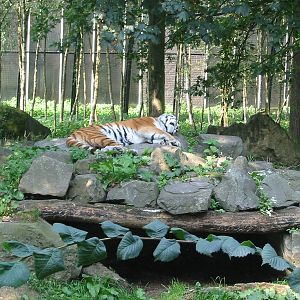 Dierenpark Rhenen 2004 - Siberian Tiger