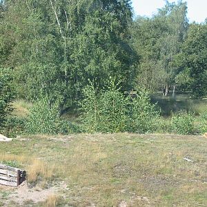 Safari Beekse Bergen 2004 - Lion Island