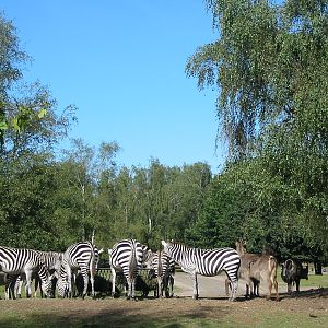 Safari Beekse Bergen 2004 - Zebra and Defassa Waterbuck