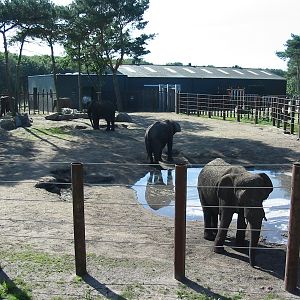 Safari Beekse Bergen 2004 - One of the African Elephant paddocks